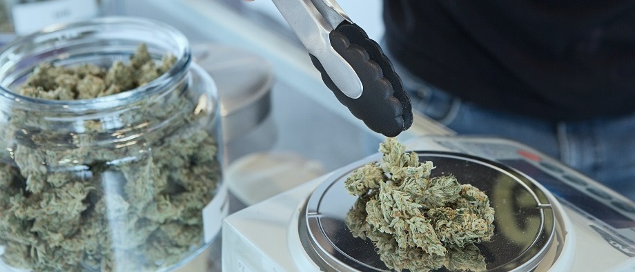 A person's hand with tongs weighing cannabis buds