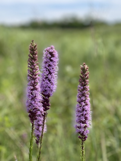 Three purple prairie blazing star very vertical flowers with blurred prairie in background