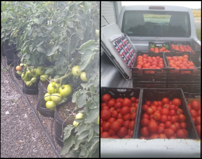 side by side images on bountiful green tomatoes on plants and containers of red tomatoes in back of pickup truck