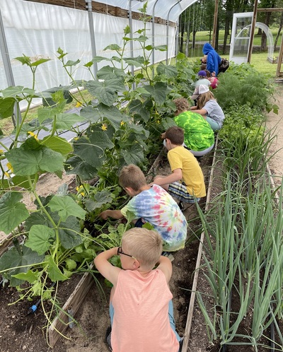 Kids work in rows of plants in a high tunnel