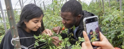 Students inspect tomatoes while collecting data in a greenhouse